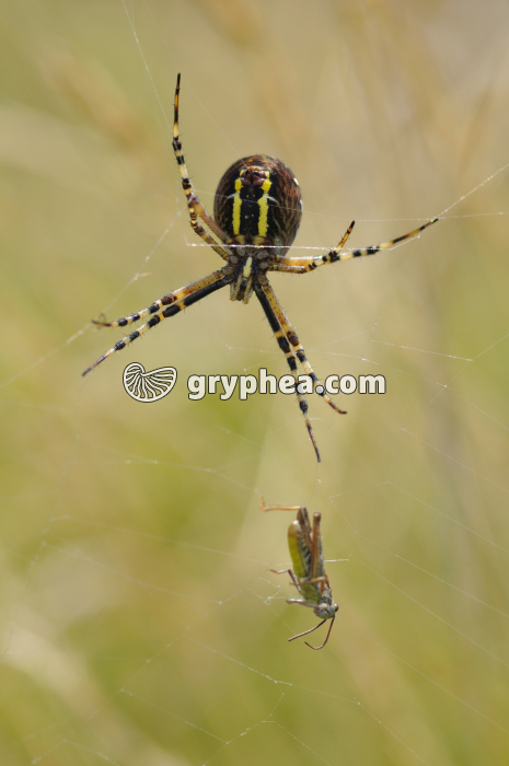 Epeire fasciée ou Argiope frelon (Argiope bruennichi) et sa proie (criquet) - gryphea.com